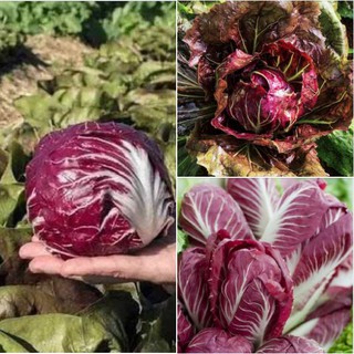 Hạt giống rau xà lách cuộc tím ( 0,2Gram/gói )