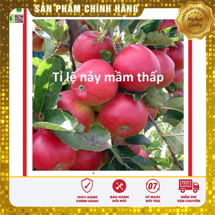 Hạt giống Cây Táo Lùn Đỏ 10 Hạt