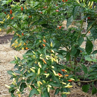 HẠT GIỐNG ỚT TOCBACO SIÊU CAY NHẬP KHẨU