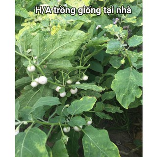 Hạt Giống Cà Pháo F1 - 5gr