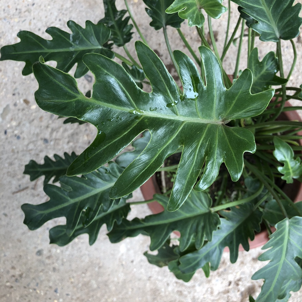 Trầu bà lá xẻ - trầu bà chân vịt cao 30cm tươi tốt quanh năm trang trí nội thất văn phòng