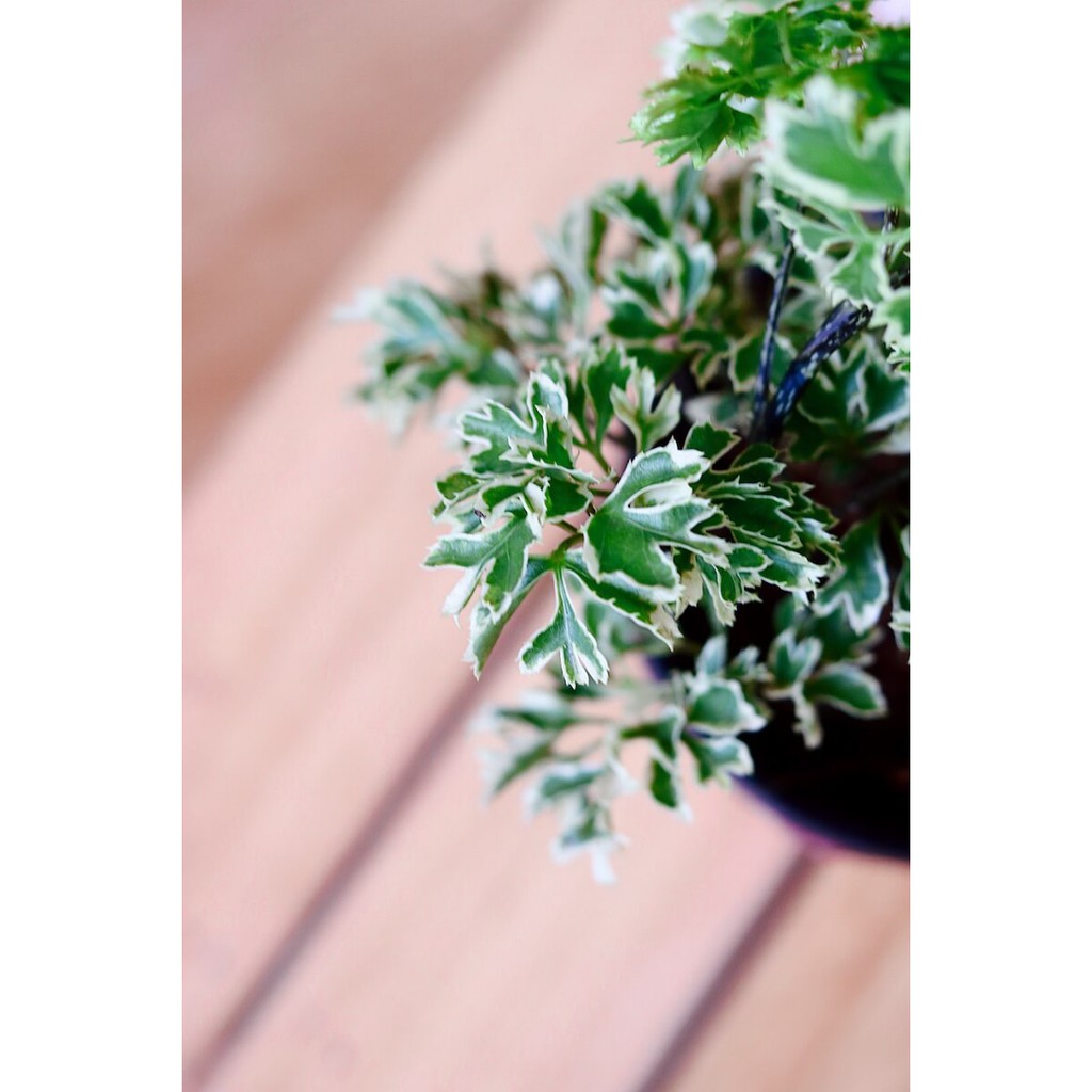 Chậu cây Polyscias fruticosa ‘Snowflake’ – Đinh Lăng Hoa Tuyết Cẩm Thạch