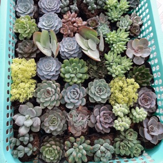 Sen đá size bầu chọn mẫu (50 loại)