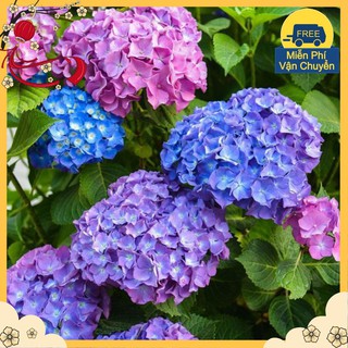 Hạt Giống Hoa Cẩm Tú Cầu