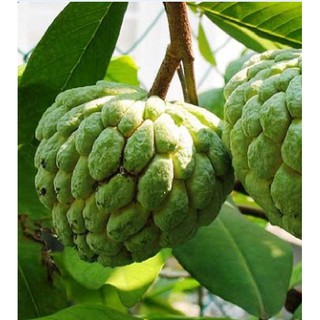 Hạt giống na dại lang sơn gói 10 hạt