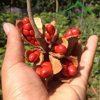 CÂY GIỐNG CÂY DỔI XANH NẾP THU HẠT