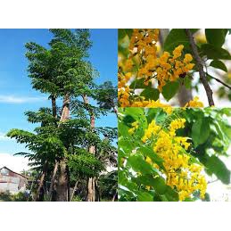Cây Giáng Hương hoa thơm cao 100cm (Khuyến Mãi Mua 1 tặng 1).