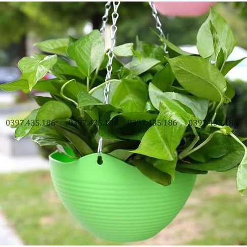 CHẬU TREO ĐẸP