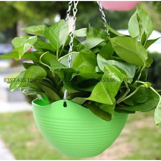 CHẬU TREO BAN CÔNG
