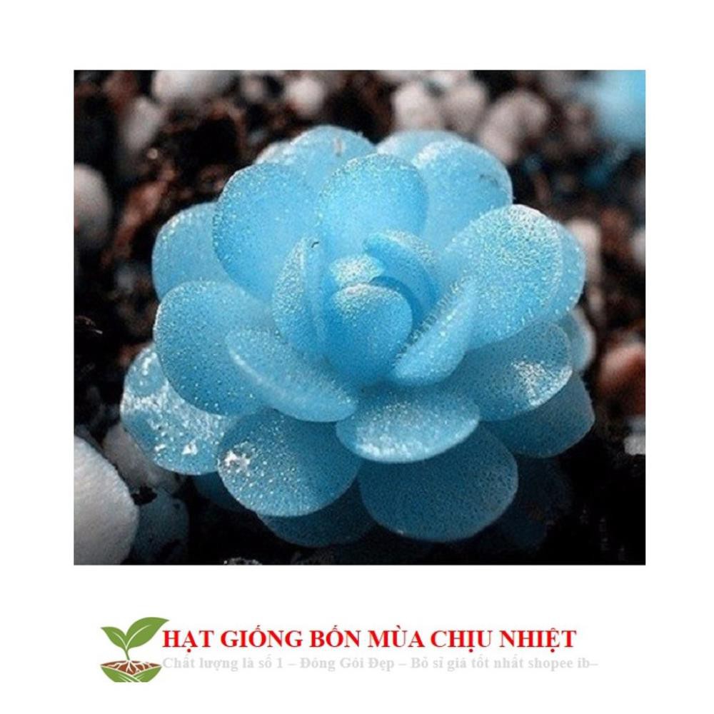 68A Hạt giống Sen đá Kim Cương