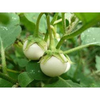 Hạt cà pháo trắng - gói 1 gram