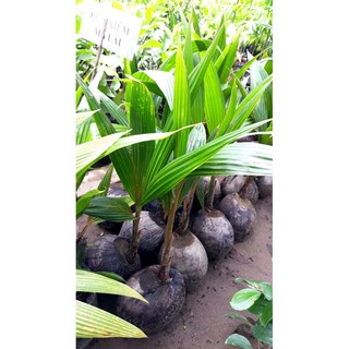 dừa xiêm đỏ mã lai