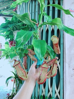 Cây Nắp Ấm