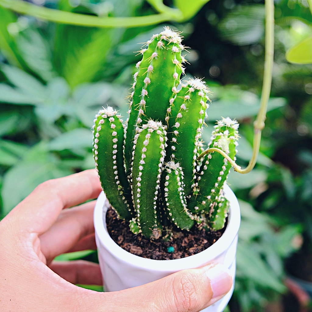 Cây xương rồng thanh sơn để bàn Size nhỏ kèm chậu sứ trắng kíck thước 17 x 7 cm . tặng kèm túi sỏi nhỏ trang trí .