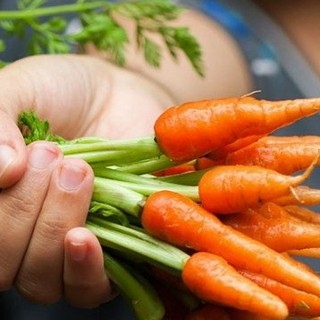 Hạt giống Cà Rốt Mini ( Cà Rốt Tí Hon ) – Gói 100 hạt - STHG