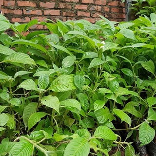 💙Set 5 cây chè khổng lồ tăng cường đạm cho vật nuôi - MUA 5 TẶNG 1