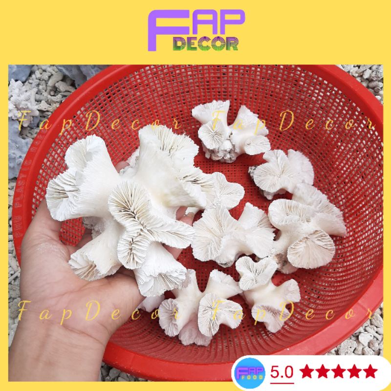 Chùm Bông Rạn San Hô Trắng Thiên Nhiên Trang Trí Thủy Sinh, Decor Bể Cá, Làm Quà Tặng, Trang Trí Kệ Tủ - FapFood