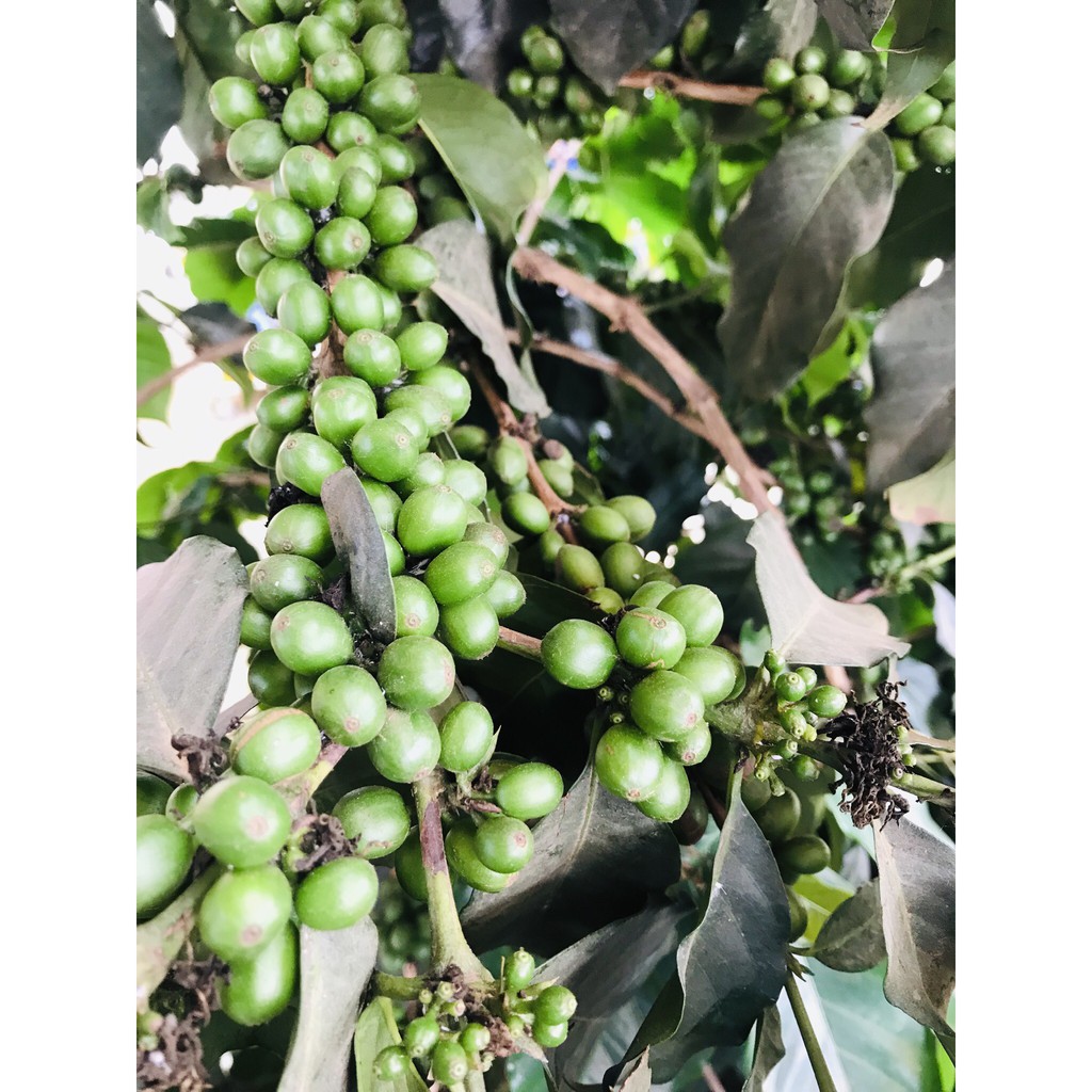 500g cà phê Arabica Cầu Đất