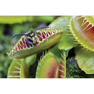 Cây ăn thịt (Cây bắt ruồi) (5Hạt)