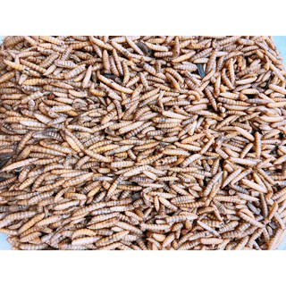 wax worm ( sâu sữa /sáp ) sấy khô cho hamster/sóc/chim