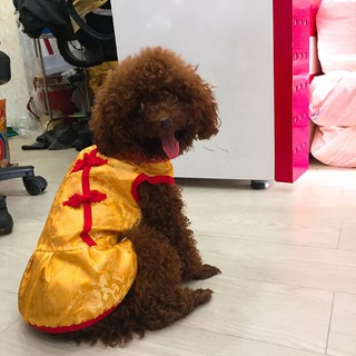 ÁO TẾT SƯỜN XÁM  CHO CHÓ MEO (HINH MẶC THẬT SẢN PHẨM )