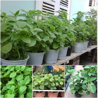 Hạt giống rau húng chanh - gói 0.1gram kns2334