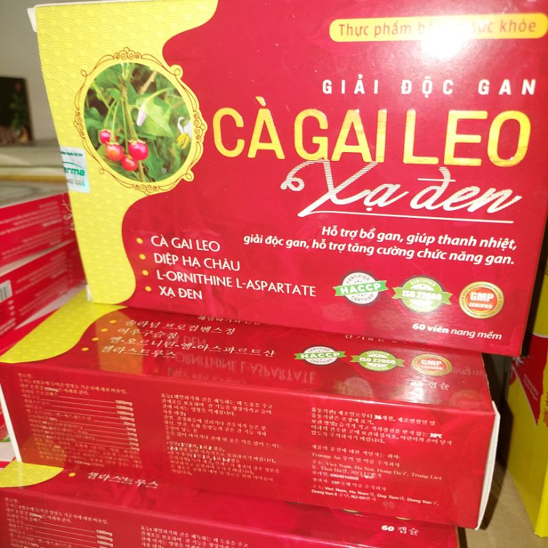Cà gai leo hộp 60v