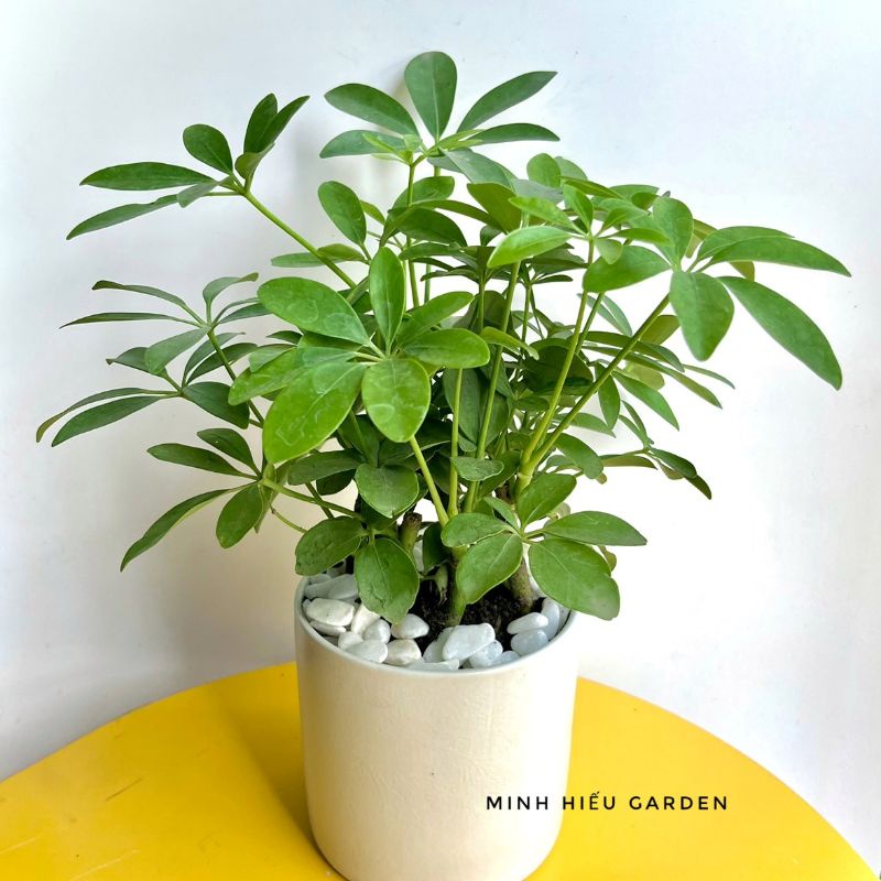 Cây ngũ gia bì trang trí nội thất, bàn học, bàn làm việc dễ chăm sóc