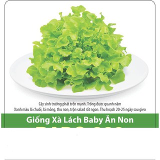 Hạt giống xà lách baby ăn non 10gr