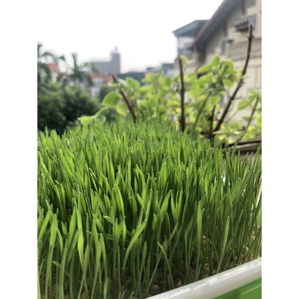 Hạt giống cỏ lúa mì hữu cơ