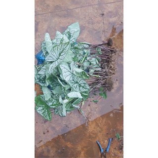 Cây (Môn Giáng Sinh Trắng Caladium white chítmas)