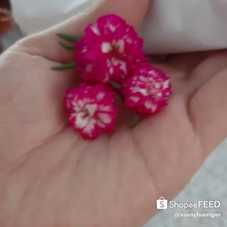 hoa mười h(0.3kgđủ 9 màu)
