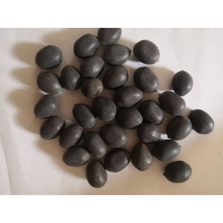 1 kg hạt giống hoa sen quan âm 600-650 hạt