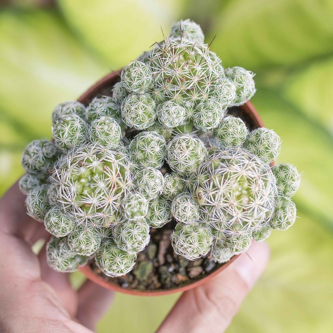 Xương rồng trứng chim cỡ lớn 9-11cm - Vườn sen đá