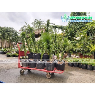 Cây cọ ta size lớn trồng sân vườn