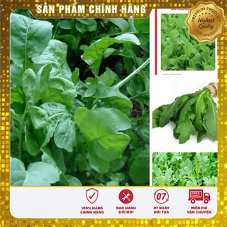 Hạt giống rau cải rocket cao sản