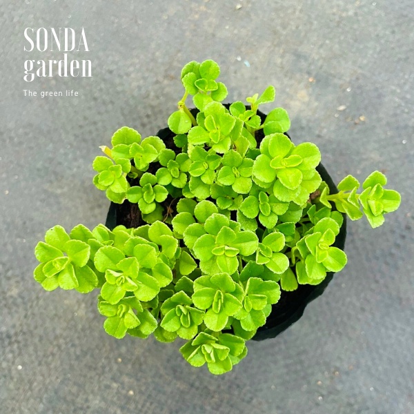 Cỏ sedum lục hà SONDA GARDEN size bé 5-6cm, xuất xứ Đà Lạt, khoẻ đẹp, lỗi 1 đổi 1