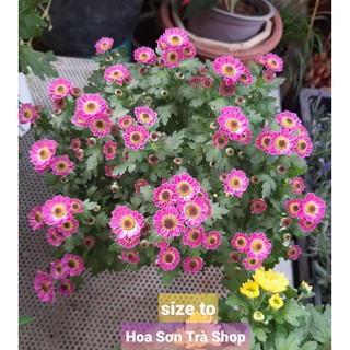 CÚC PICO cánh ngắn, đang hoa HỒNG và CAM.