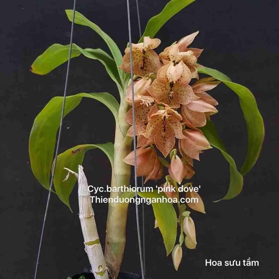 Lan thiên nga cam, nâu