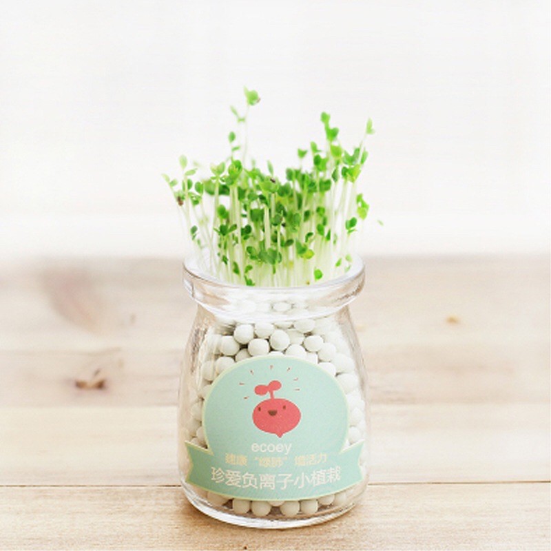 Bộ trồng cây mầm tưới nước tự nảy mầm | BigBuy360 - bigbuy360.vn