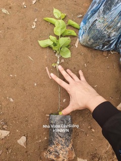 Lê đỏ mĩ. .