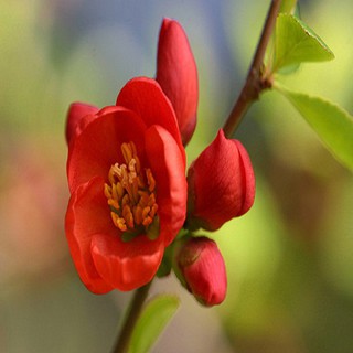 Trọn Bộ Sản Phẩm Trồng Hạt Giống Hoa Hải Đường