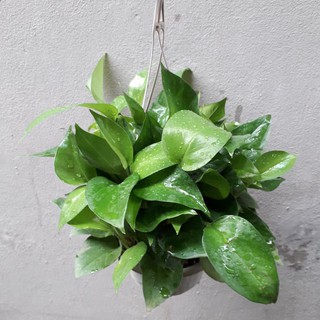 Cây Trầu Bà Treo