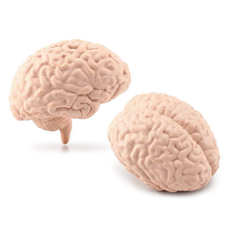 Đàn Organ Torso3D Đồ Chơi Giải Phẫu Học Cho Bé