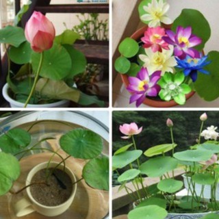 Hạt Giống Sen Nhật mini nhiều màu ( gói 10 hạt)
