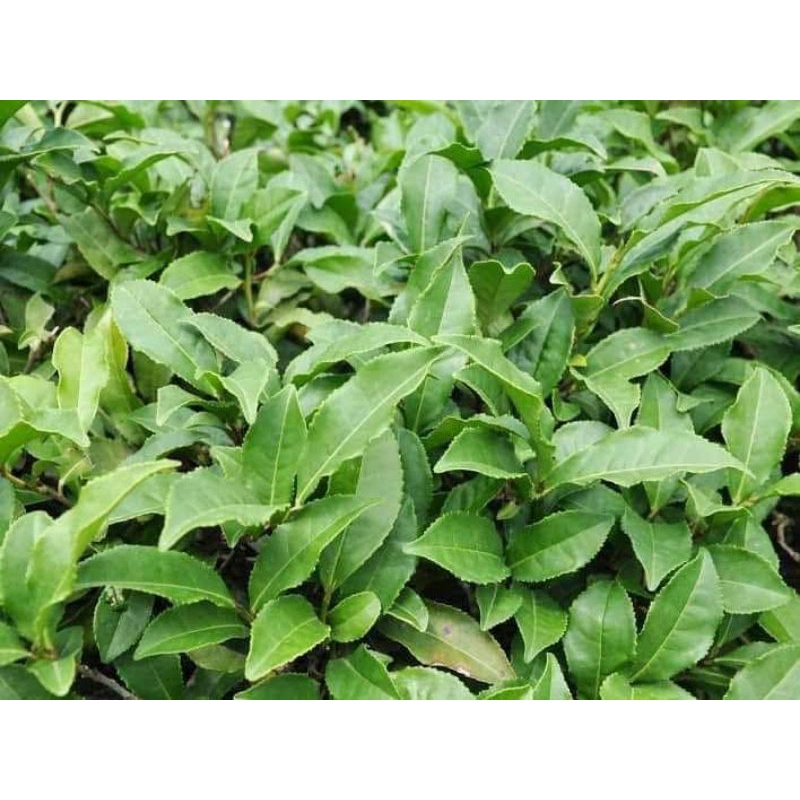 (Giá 1kg -500gr)Chè Dung uống ngon nước hỗ trợ dạ dày.tiêu ho'á kém