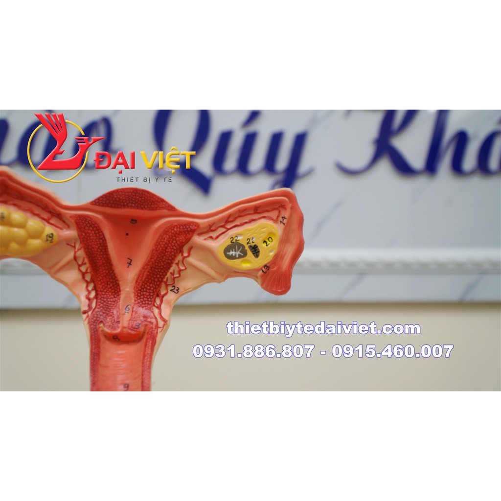 Mô hình giải phẫu bộ phận sinh dục nữ