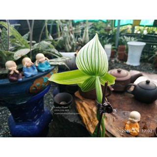 lan hài Maudiae xanh