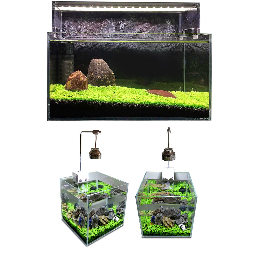 Trân châu lá nhỏ hạt giống thủy sinh