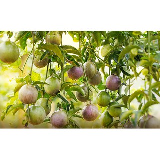 Hạt Giống Chanh Dây Rạng Đông 0.2gram